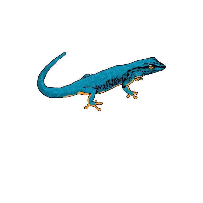 Drawing - Sky Blue Dwarf Day Gecko