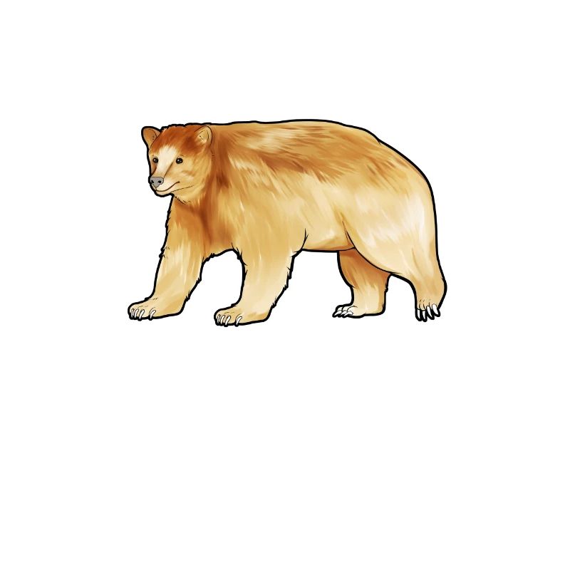 Drawing of a Kermode bear