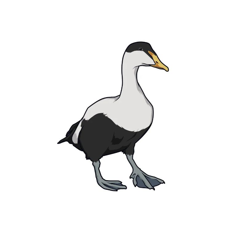 Dessin d’un eider