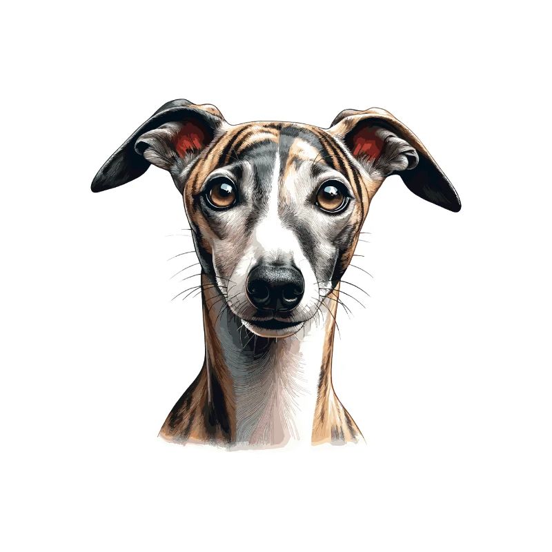 Hundegesicht - Whippet