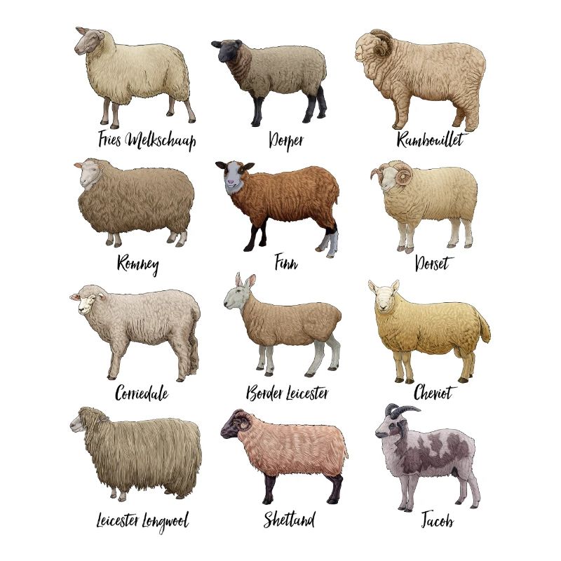 Dessins de moutons - Moutons