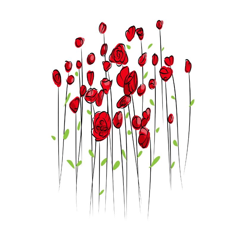 Mohnblume MOhn Blume