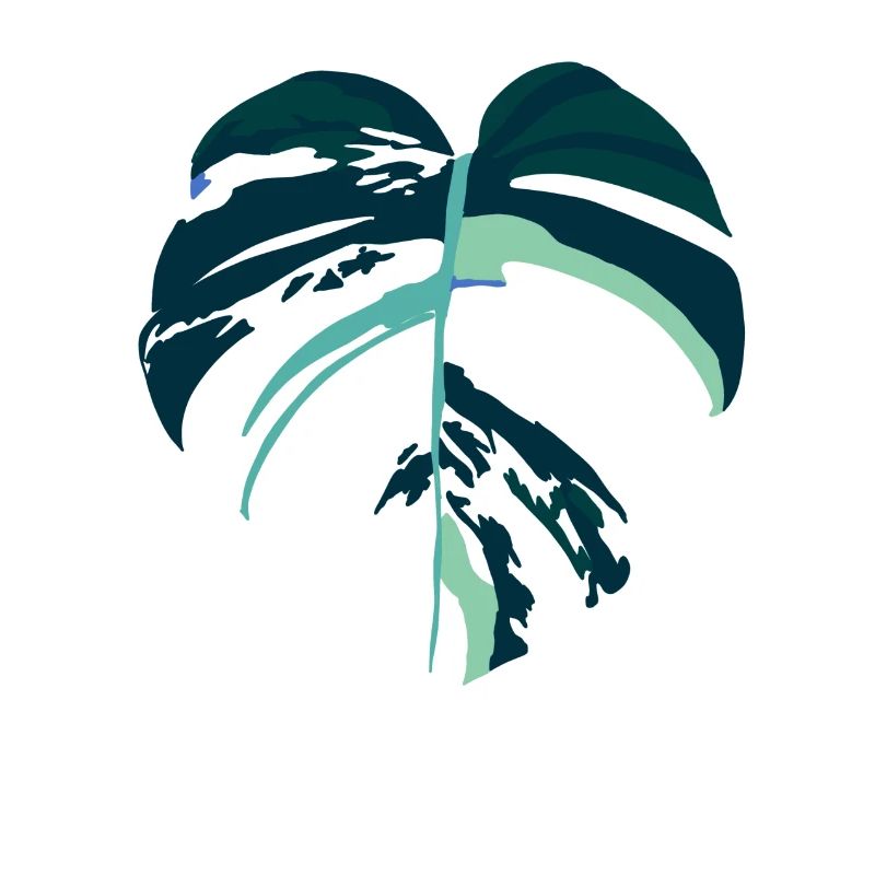 Monstera Variegata