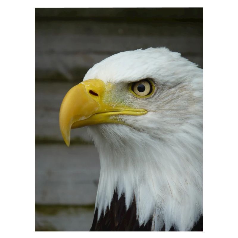 American Bald Eagle