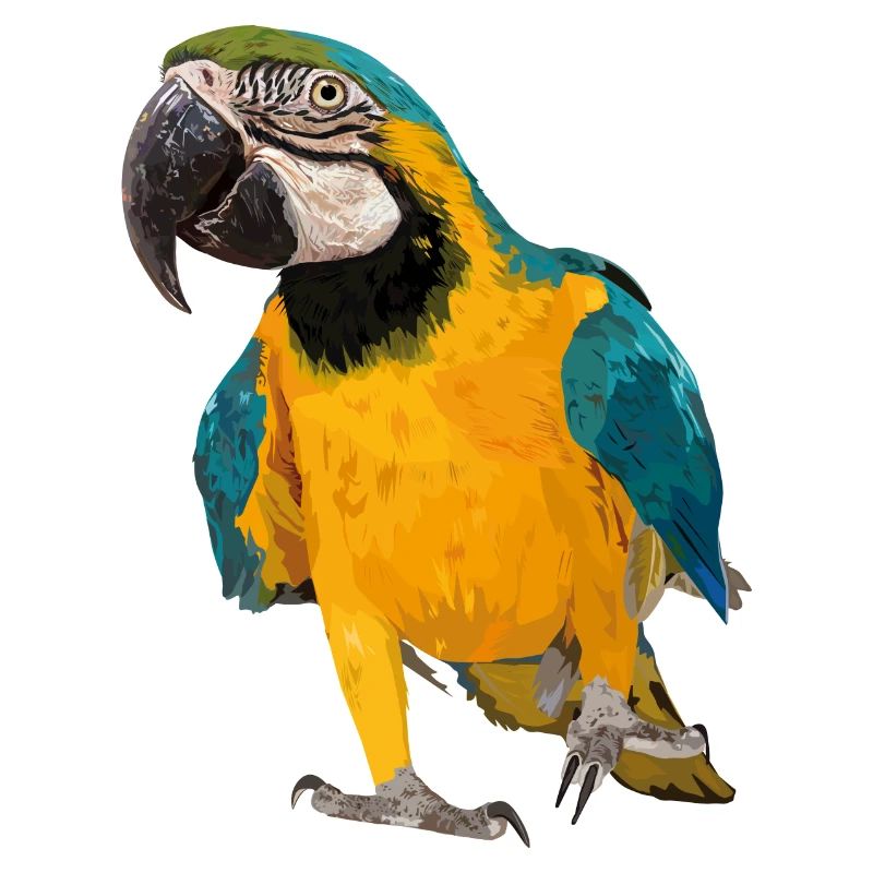 Ara ararauna