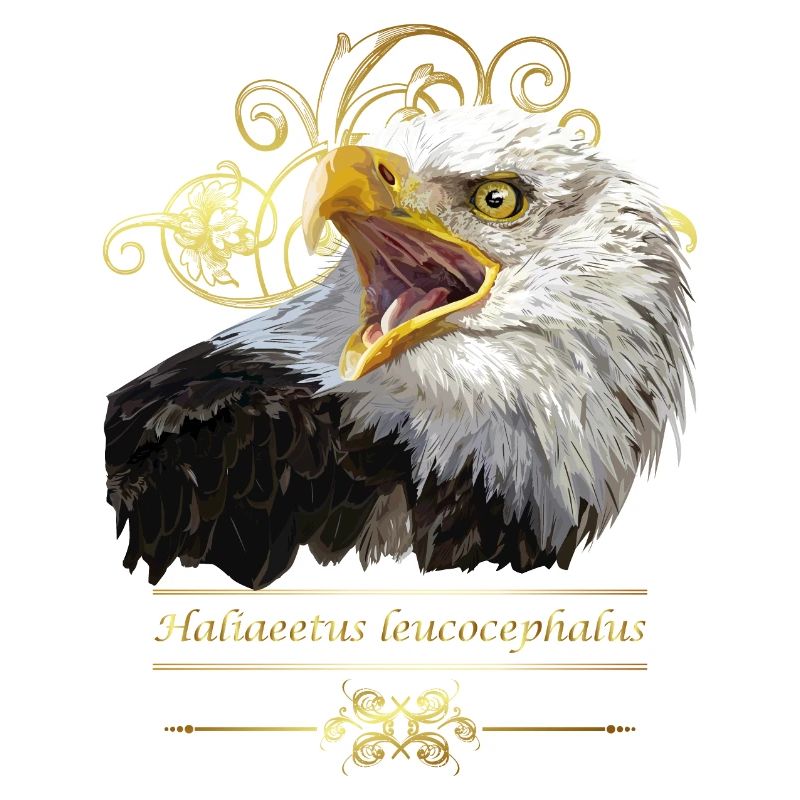 Weißkopfseeadler