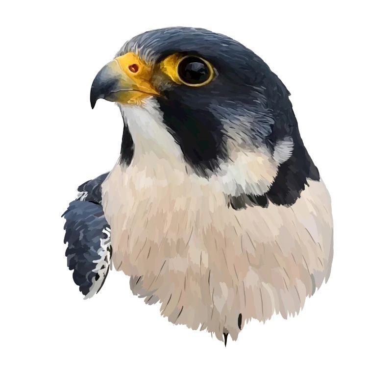 Wanderfalke