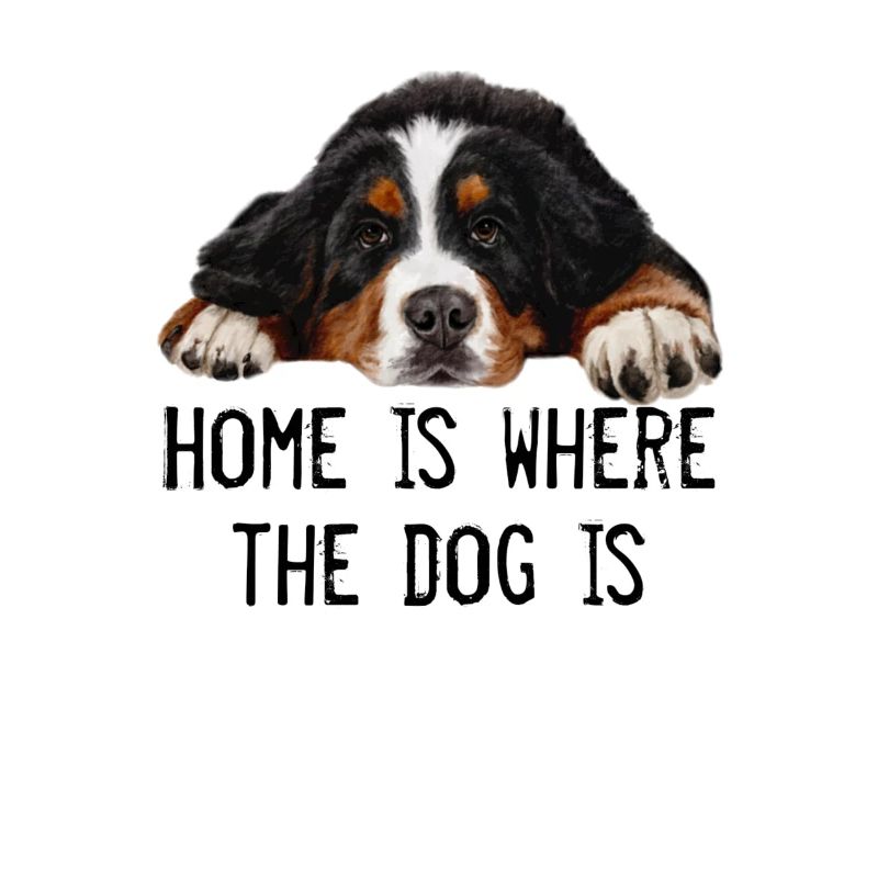 Bernese mountain dog