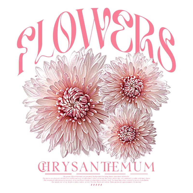 Chrysanthèmes, Chrysanthèmes, Fleur, Fleurs