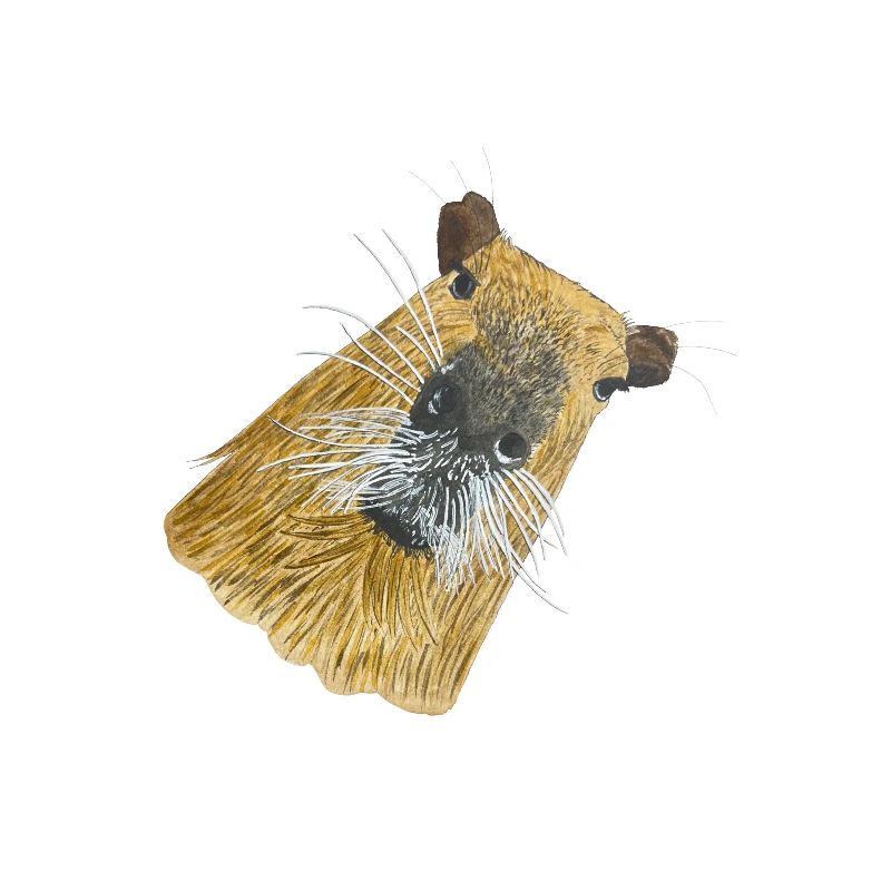 mignon capybara capybara capibara cochon d’Inde