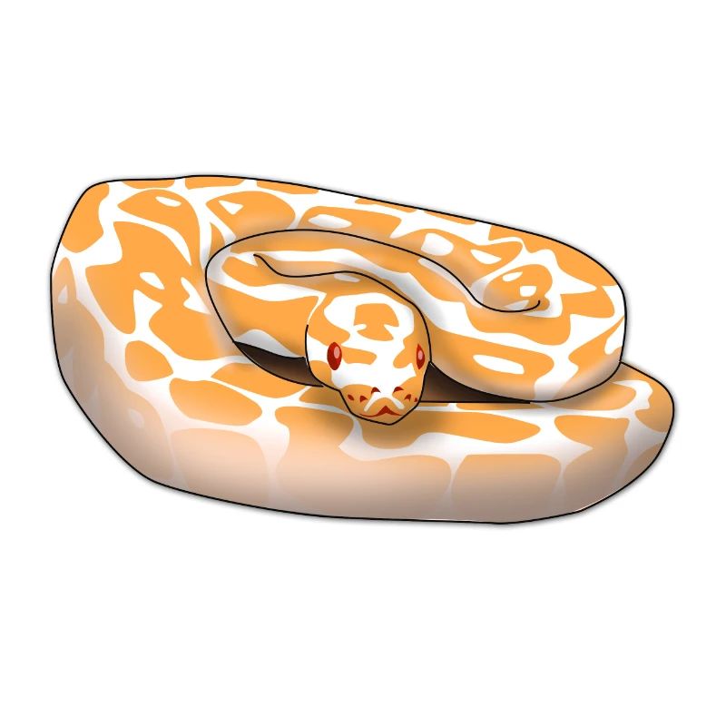 Lavender Albino Königspython (Python regius) Schla