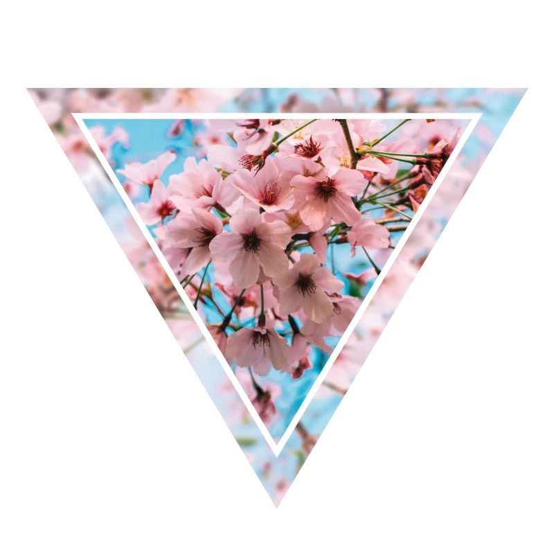 Triangle de fleurs de cerisier