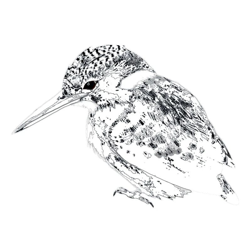 Eisvogel