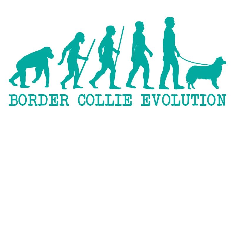 Évolution du Border Collie