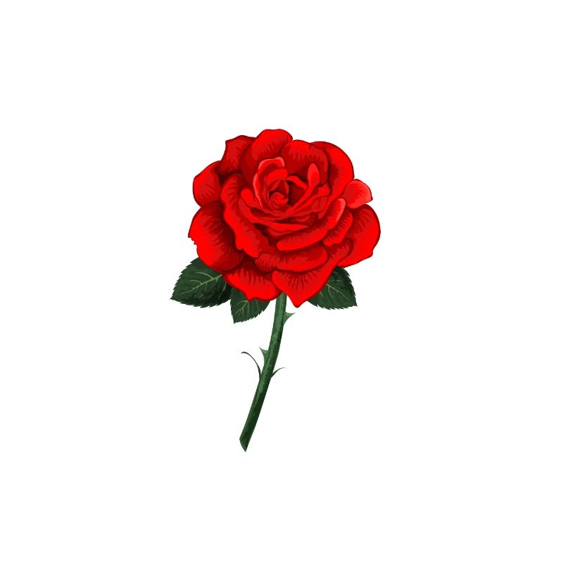 rote Rose