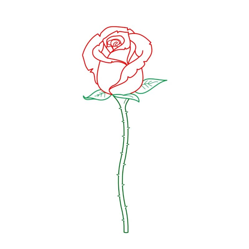 Rose Blume