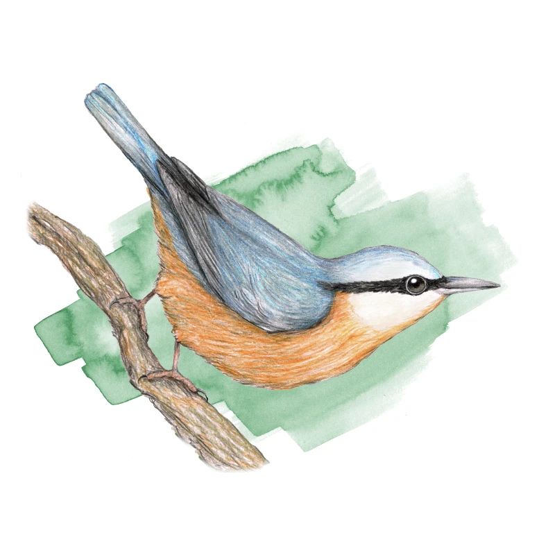 Nuthatch