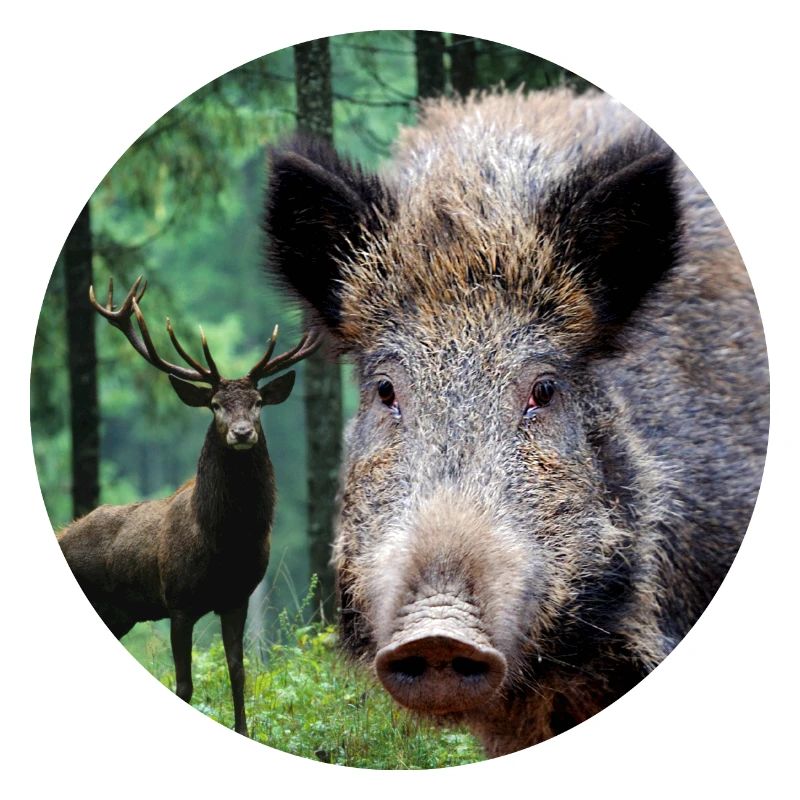 Hunting Hunter Wild Boar DEer Hunting