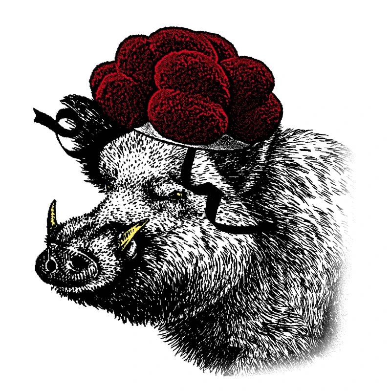 Wild boar / boar with Black Forest Bollenhut