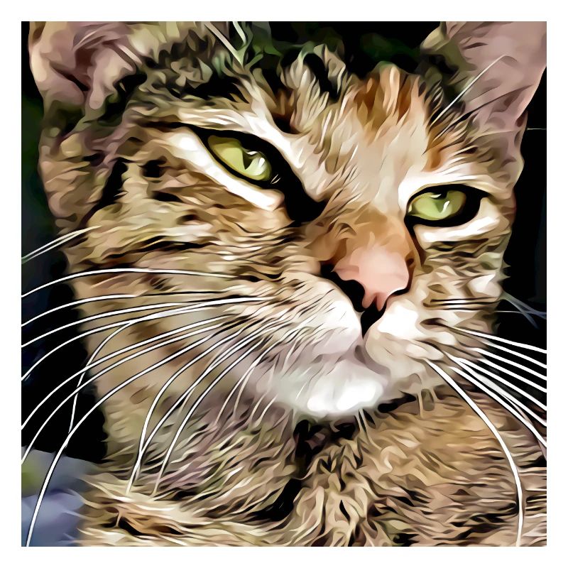 Portrait de chat tabby