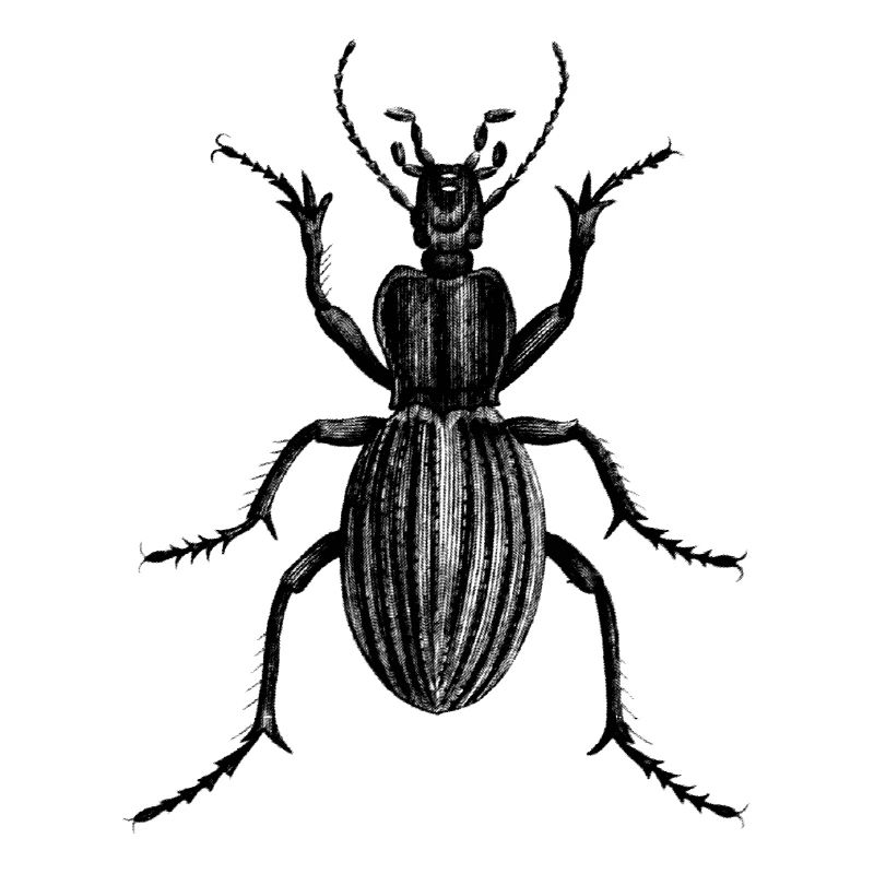 Australischer