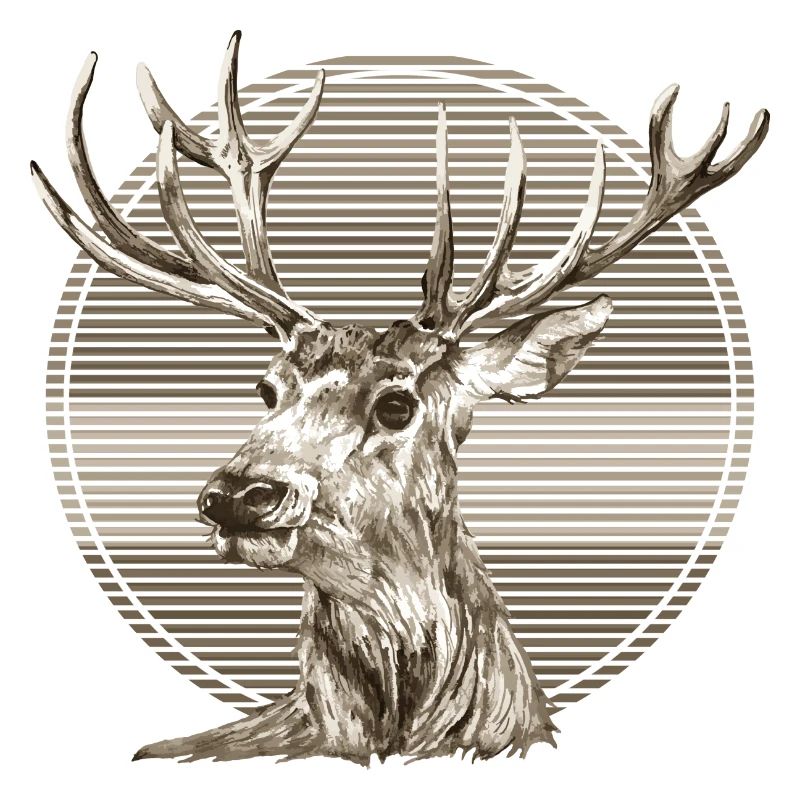 Hirsch