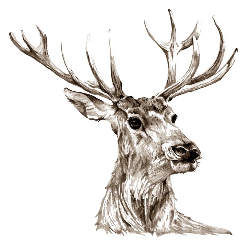 Hirsch