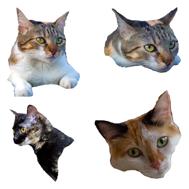 Katzenkätzchen