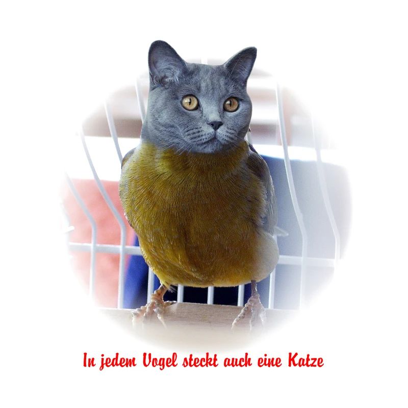 Katzen Vogel Poster