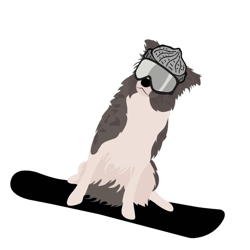 Boarder Collie