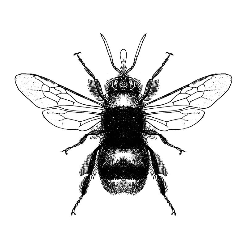Hummel
