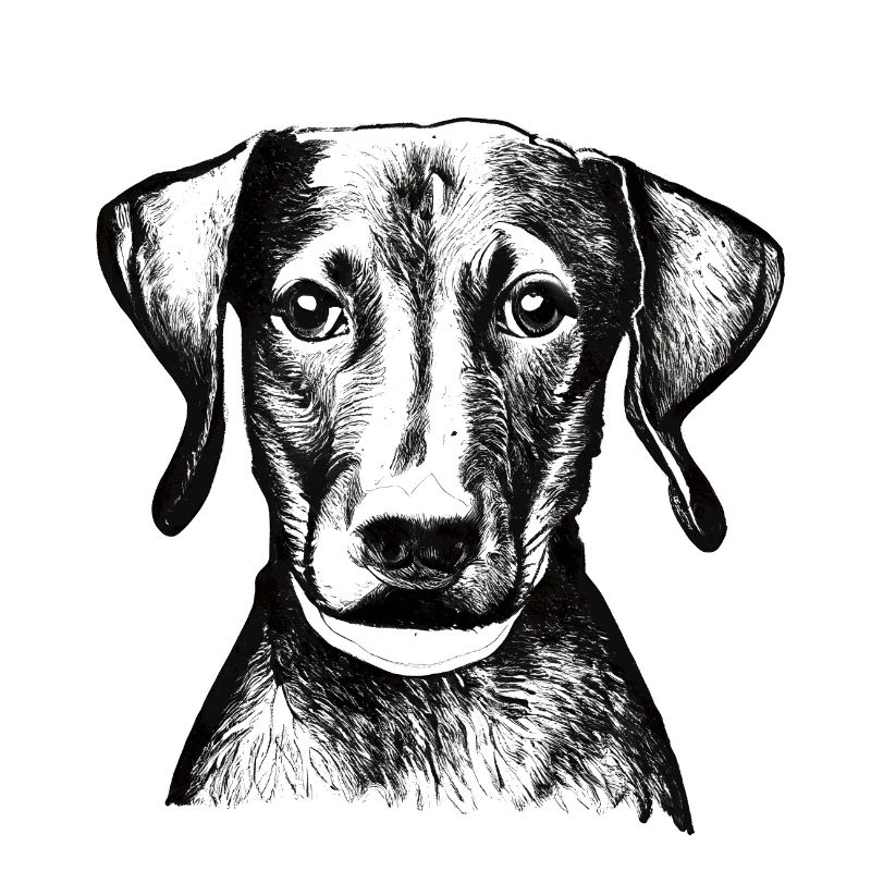 Labrador Hunde Terrier Hundebesitzer Hundehalter