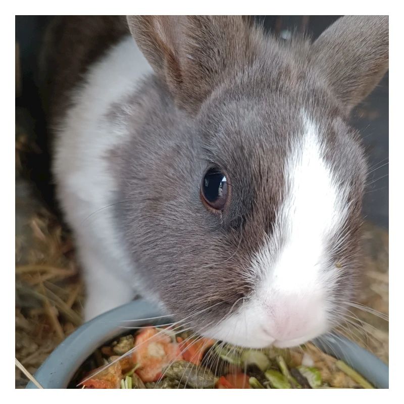Kaninchen 2
