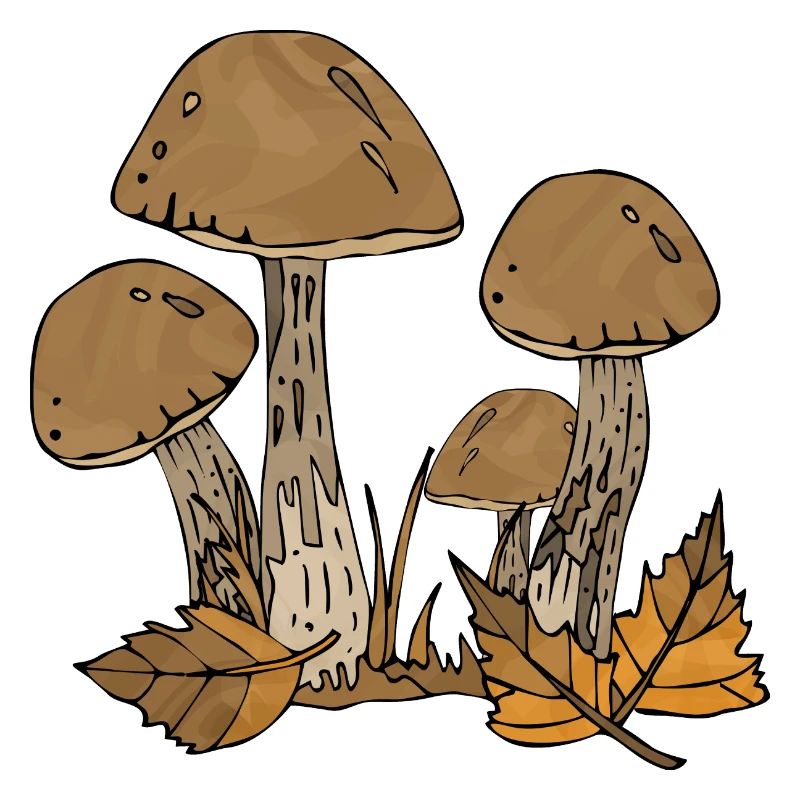 Pilze