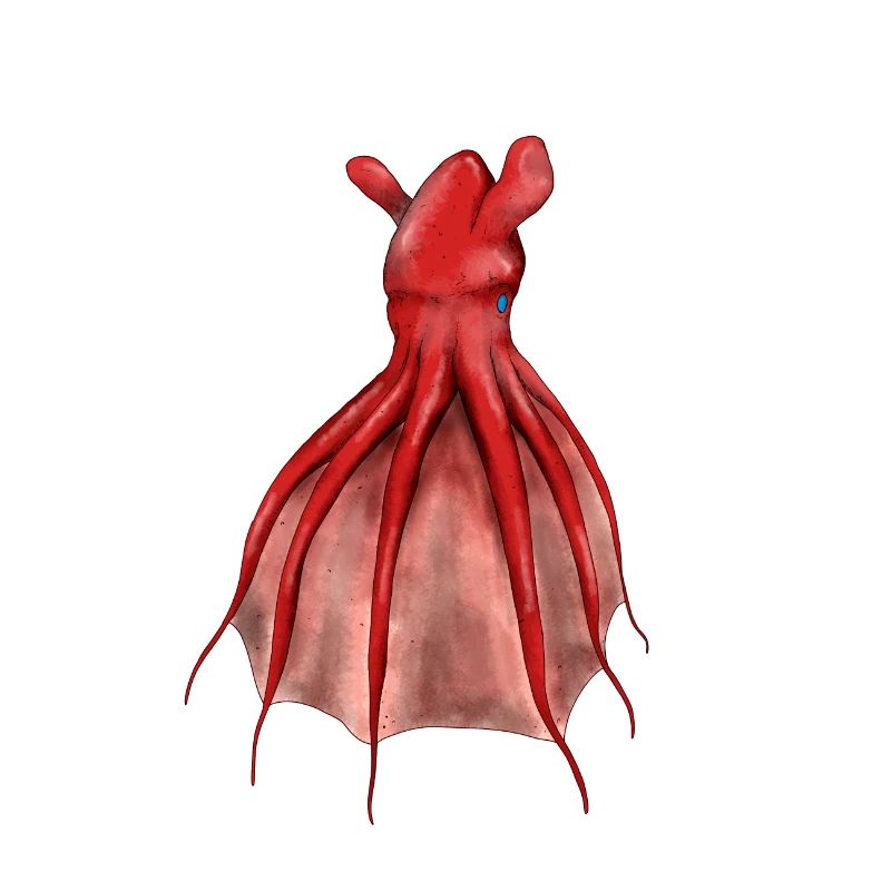 VAMPYROTEUTHIS INFERNALIS