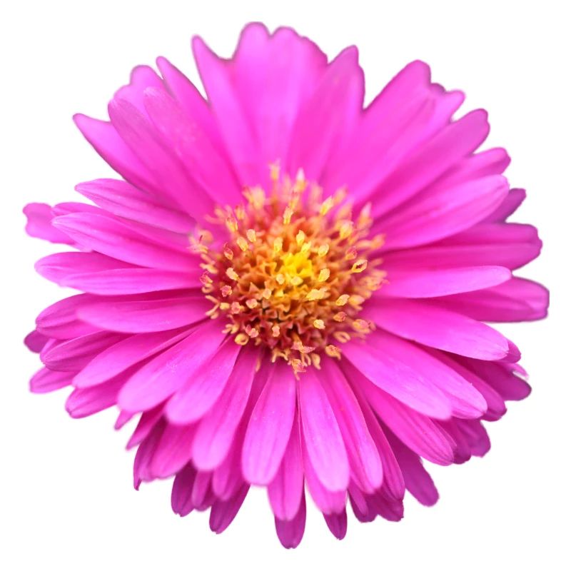 fleur rose fleur rose aster d’été