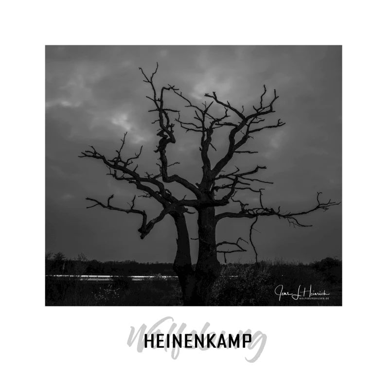 Wolfsburger Baum im Heinenkamp