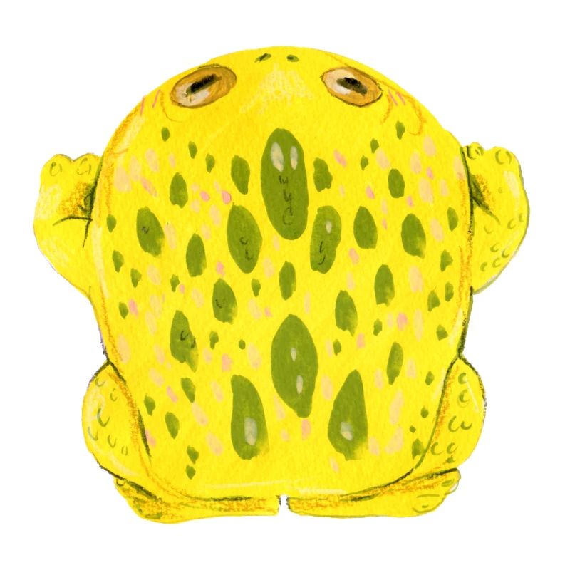 Frog Toad Yellow