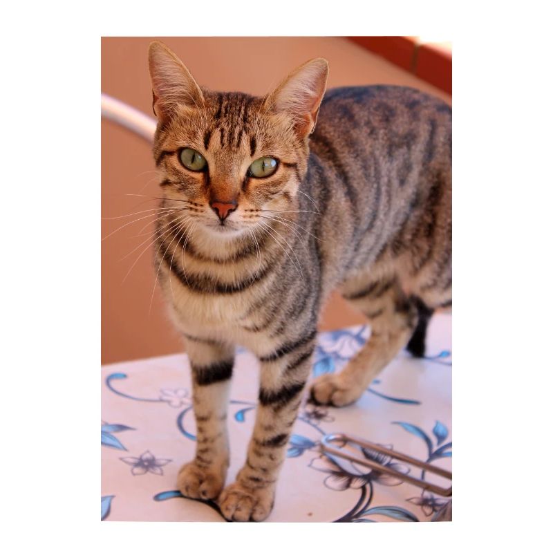 Katze, Kätzchen