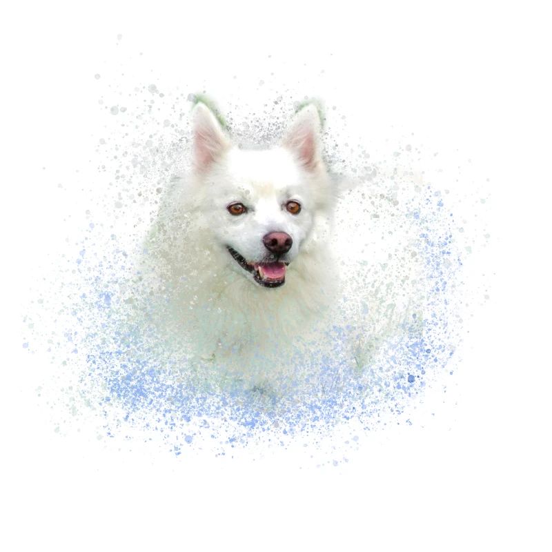 spitz,hund,graffiti,malerei,zwergpsitz