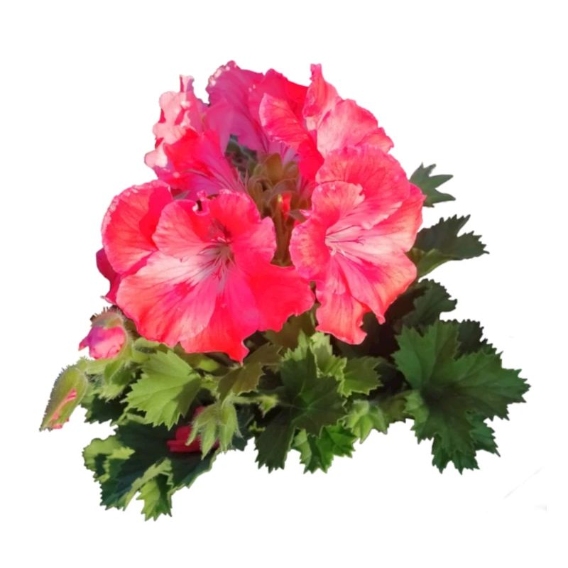 Rosa rote GERANIE