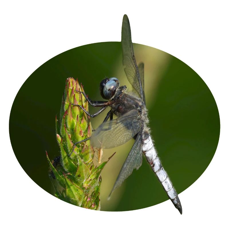 Libellule