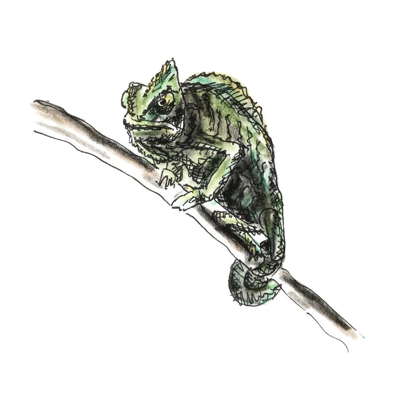 chamäleon