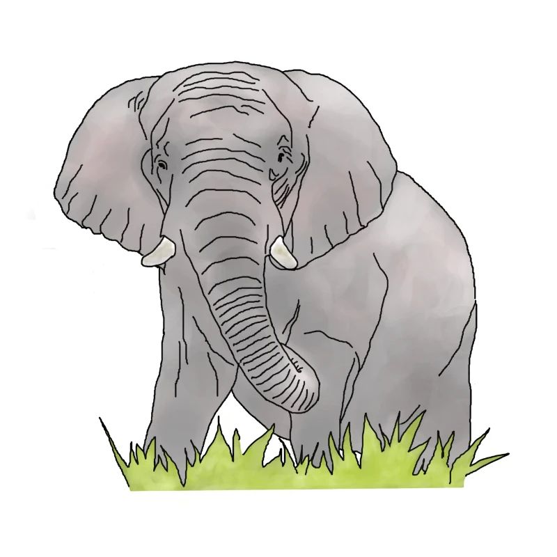 Elefant