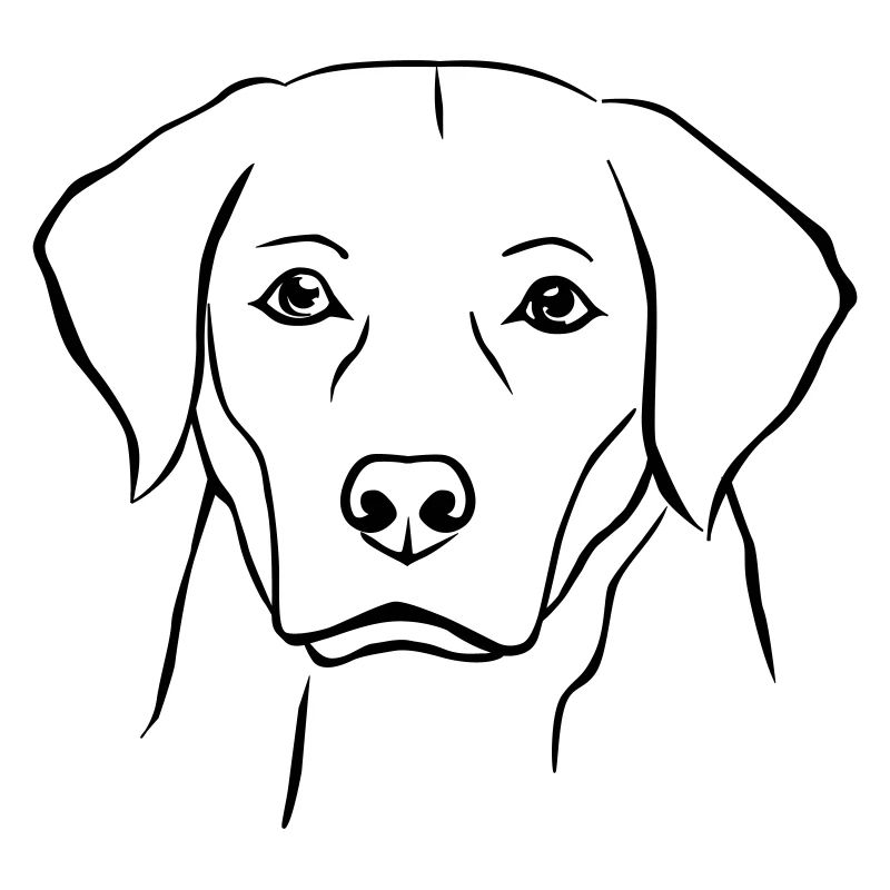 Labrador Hund