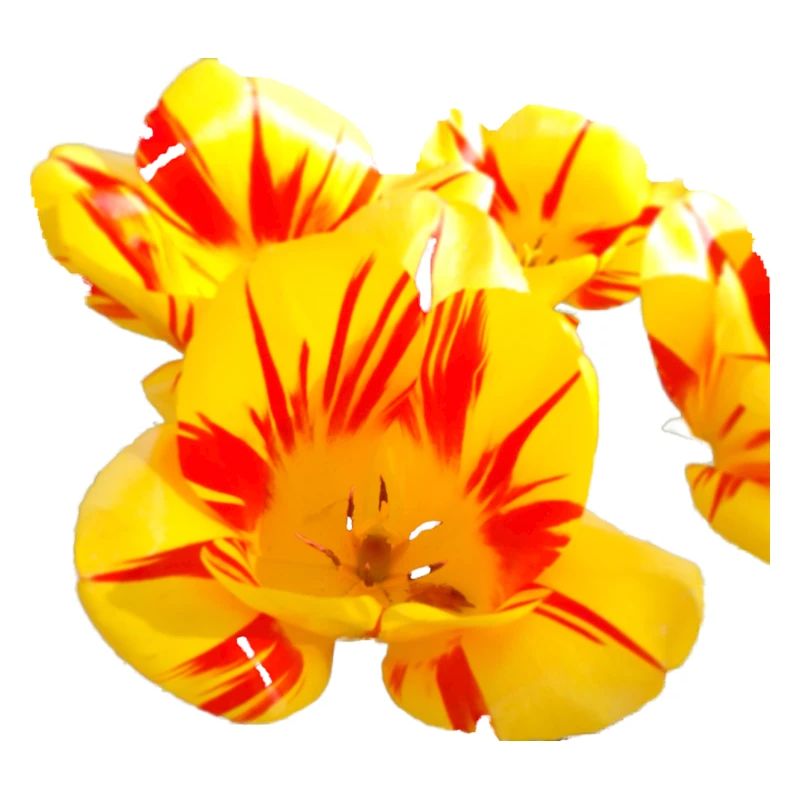 Fleurs,Fleur,Printemps,Fleurs,Tulipes