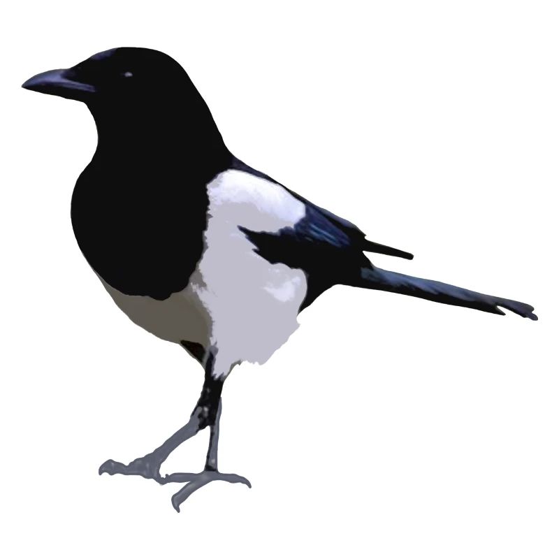 magpie