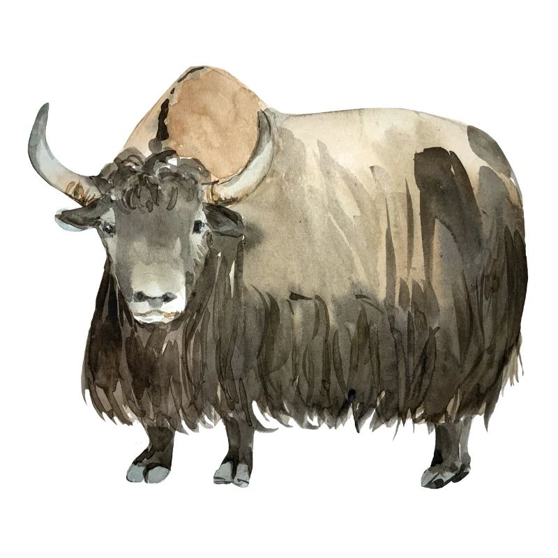 Yak