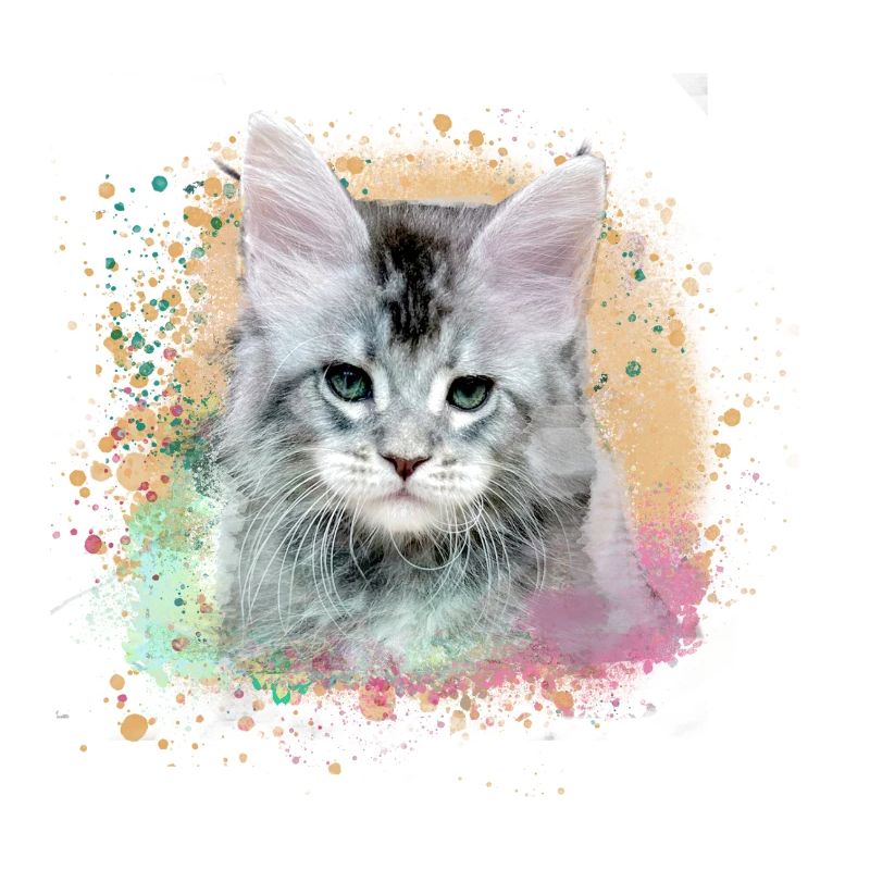 kätzchen,katze,graffiti,malerei, Maine-Coon-Katze,
