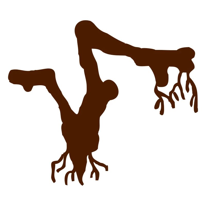 Root